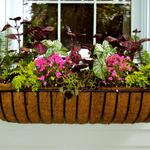 Close-Up of Lori's Window Boxes...All Shade Plants!