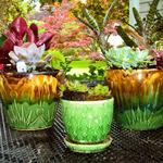 Lori's Succulents, Southport CT